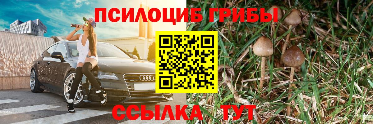 Псилоцибиновые грибы Psilocybe  где найти наркотики  Каменка  Вход с VPN 
